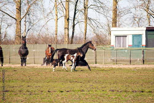 running horses on pasture