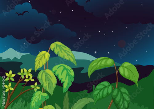 Forest at night