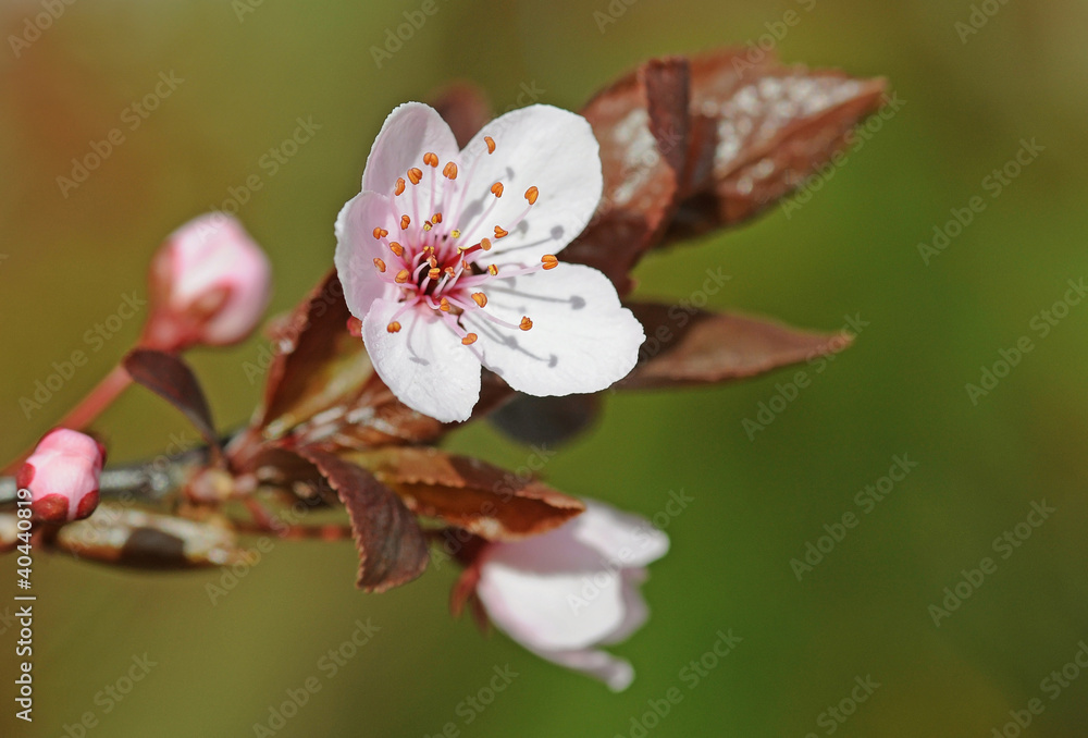 Obraz premium Blutflaume