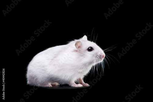 white hamster on isolated black