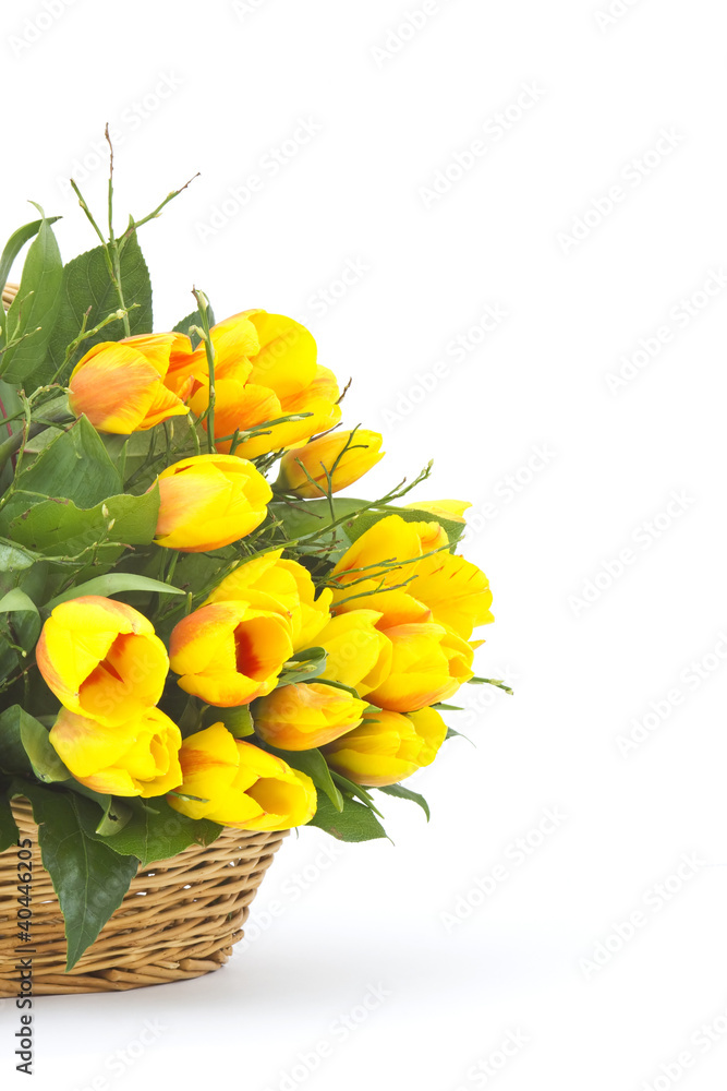Beautiful yellow tulips in a basket on a white background