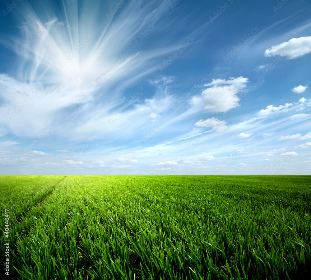 Obraz premium Grass