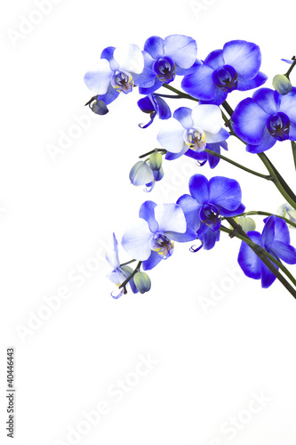 Beautiful violet orchid, phalaenopsis