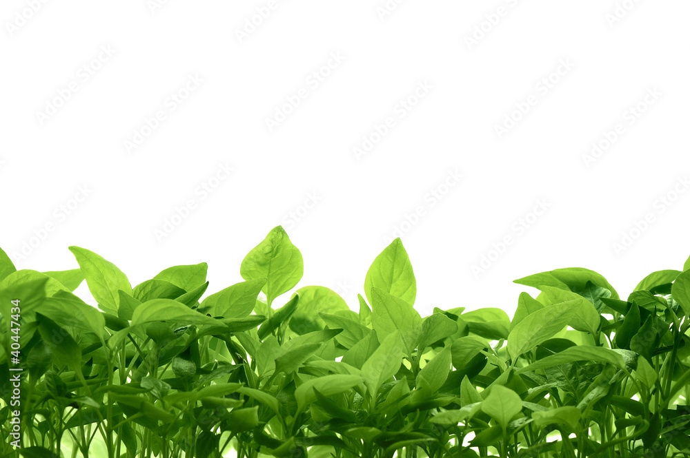Green leaves Green leaves