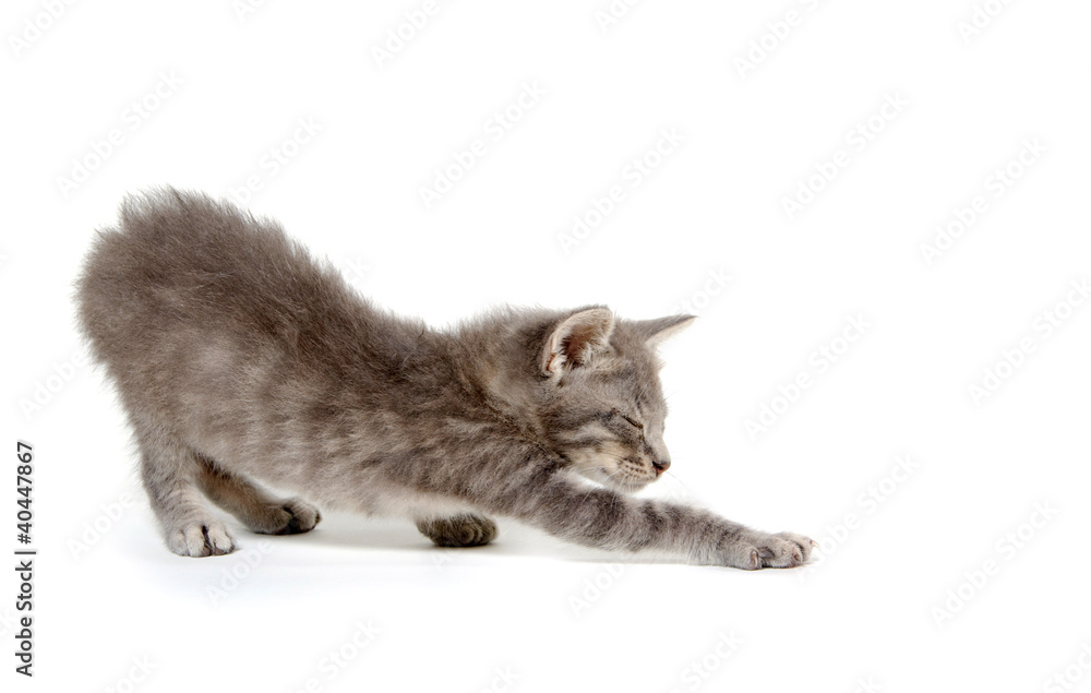 Fototapeta premium Cute gray kitten on white