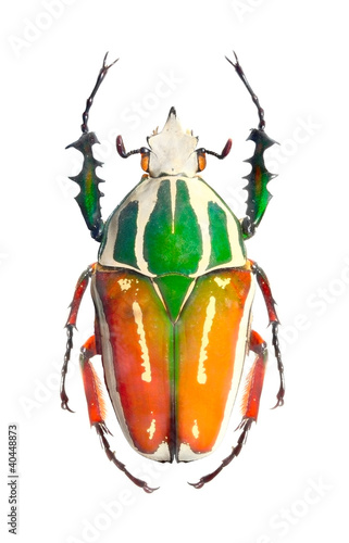 Tableau sur toile The Goliath beetle (Scarabaeidae).