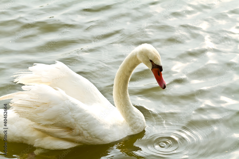 Obraz premium White swan in water