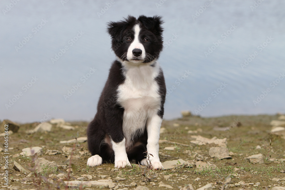 chiot border collie assis chiot border collie assis