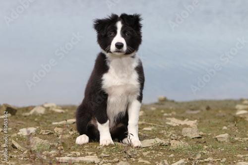 chiot border collie assis