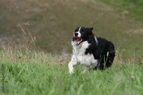 border collie running on the grass