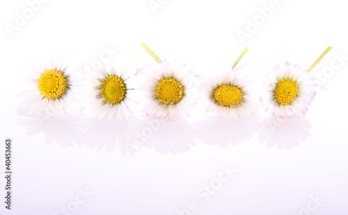 Daisy flowers on a white background