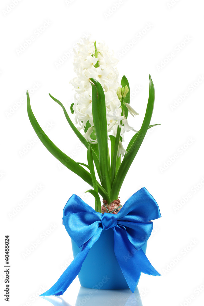 Fototapeta premium beautiful white hyacinth in blue flowerpot isolated on white