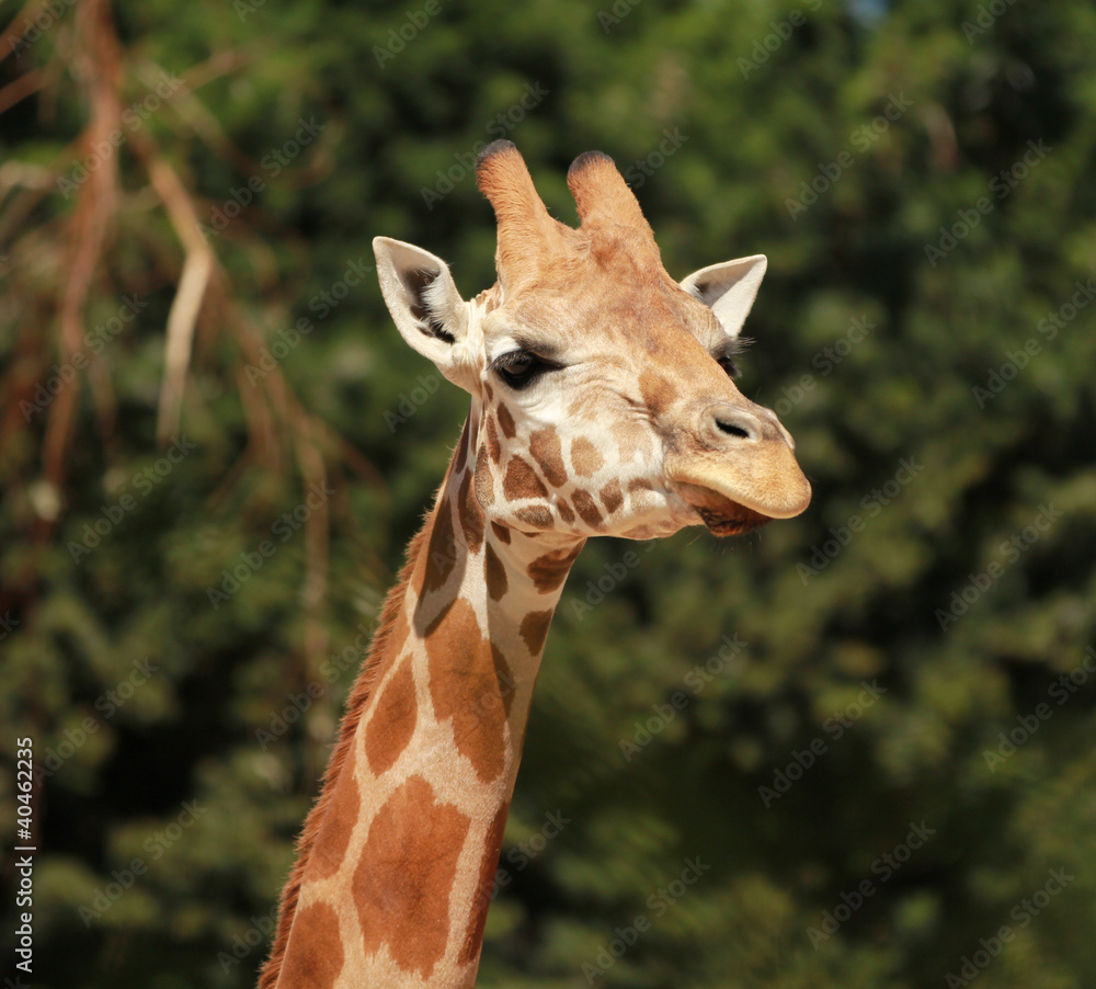 Fototapeta premium Giraffe