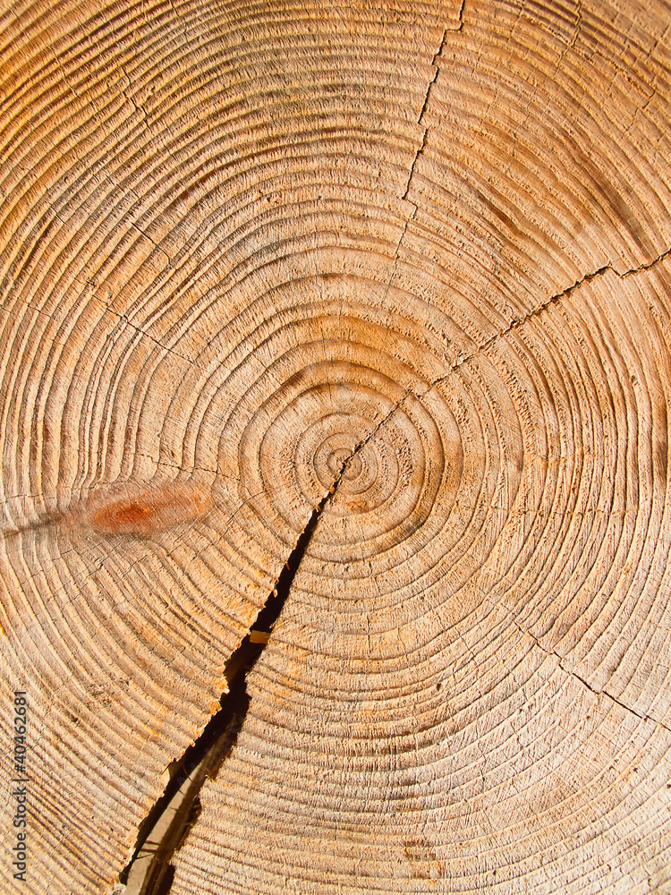 Naklejka premium Fresh cut wood