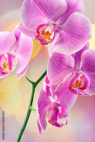 Pink Orchid