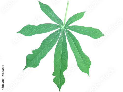 single manioc leaf (Manihot esculenta) - Maniok-Blatt
