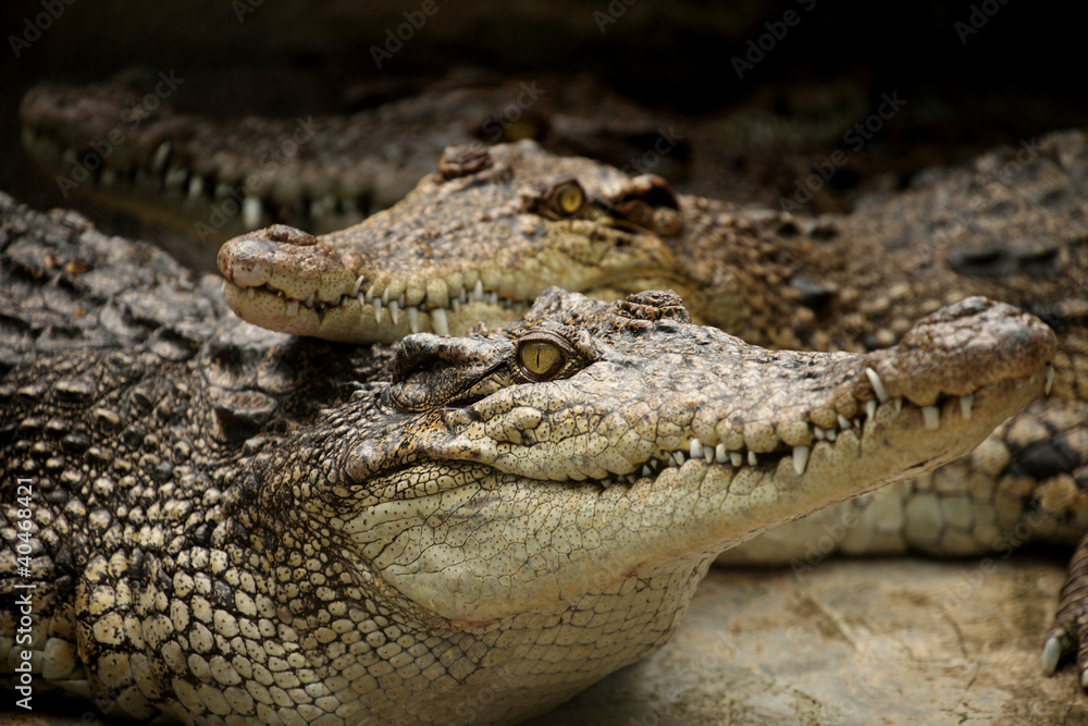 Dangerous creatures Dangerous creatures