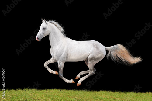 white beautiful horse isolated on black
