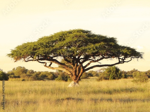 Acacia on the African plain #40470084
