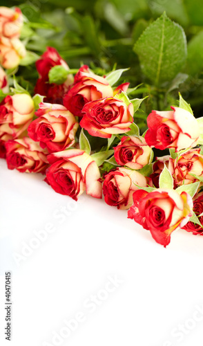 roses in a bunch isolated on a white background with space for t