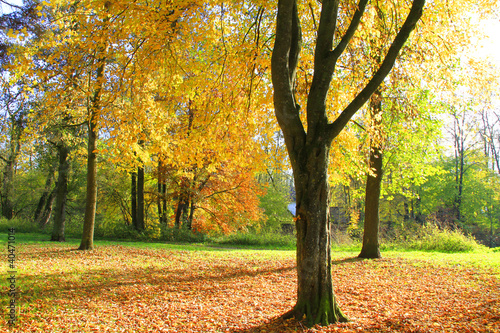 Herbstwald