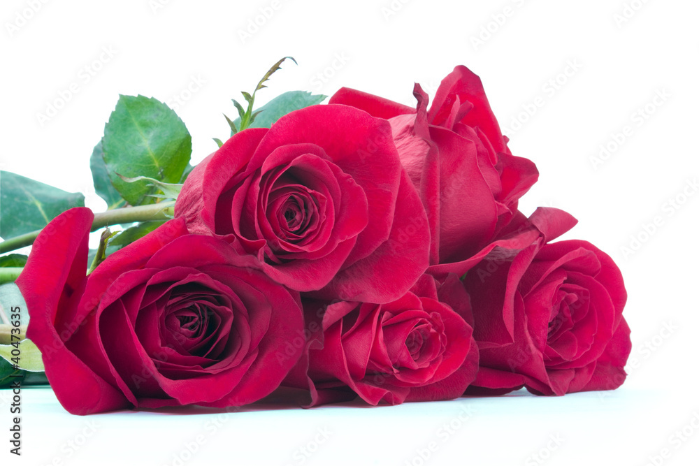 roses roses