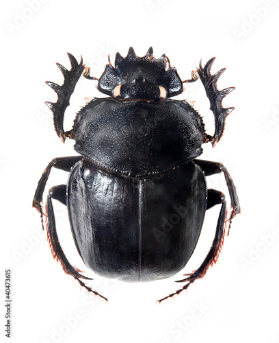 Fotografia The Scarabaeus -  Dung beetle.