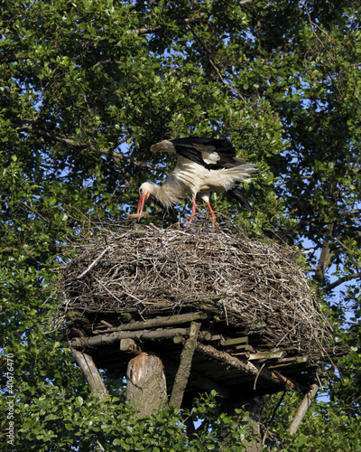 Stork building the nes photo