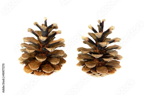 Zwei Zirbenzapfen