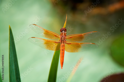A Close Up of a Red Dragonfly on a Green Stem