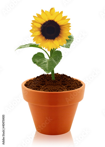 sunflower in clay pot