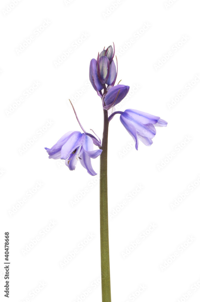Bluebell Bluebell