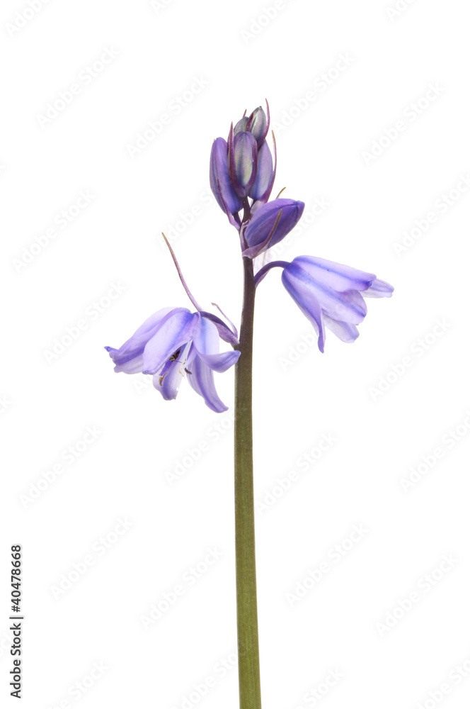 Bluebell