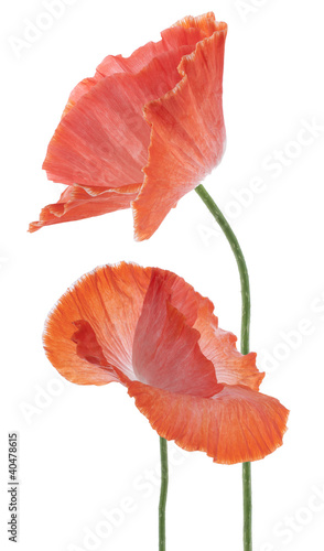 Fototapeta Naklejka Na Ścianę i Meble -  poppy