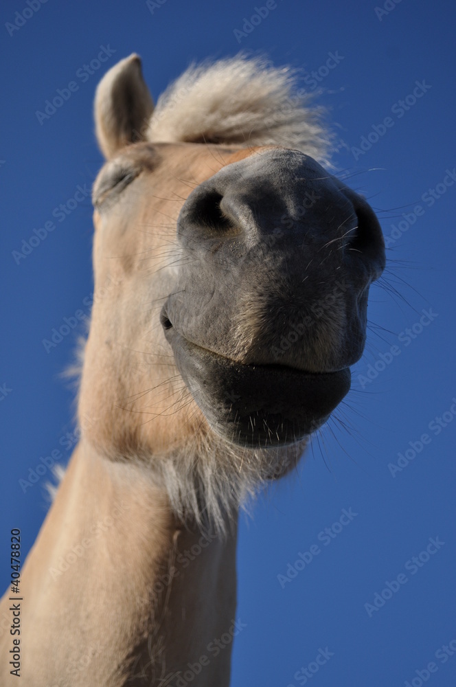 horse horse