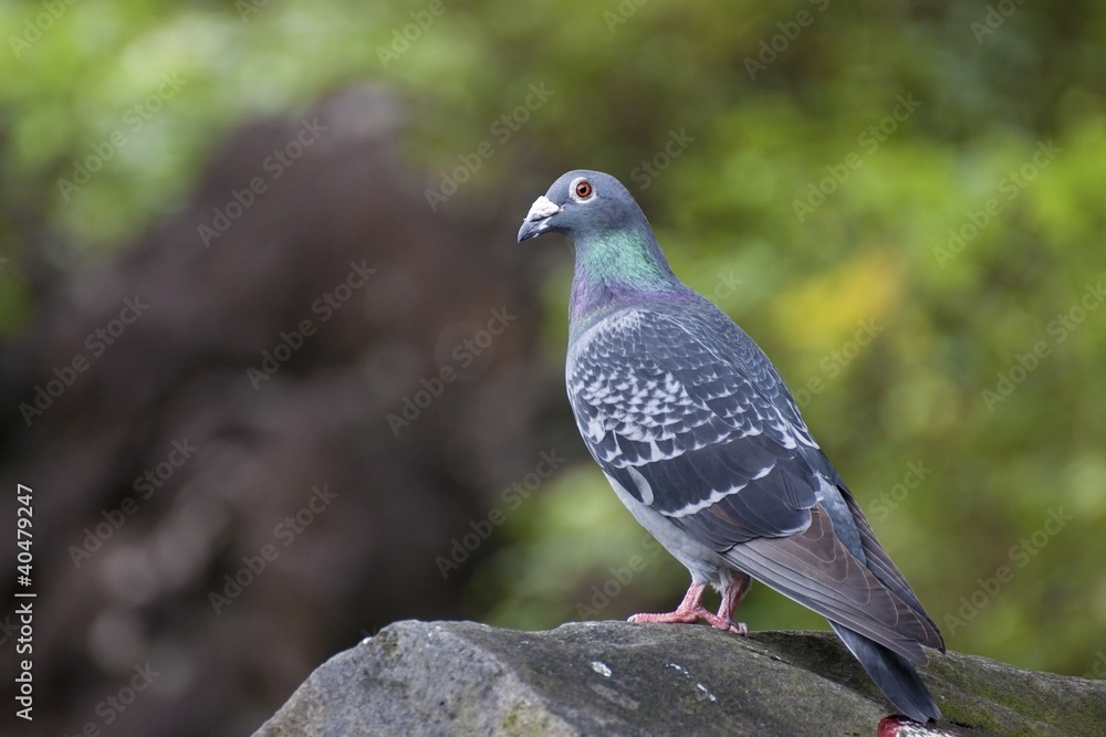 Fototapeta premium pigeon