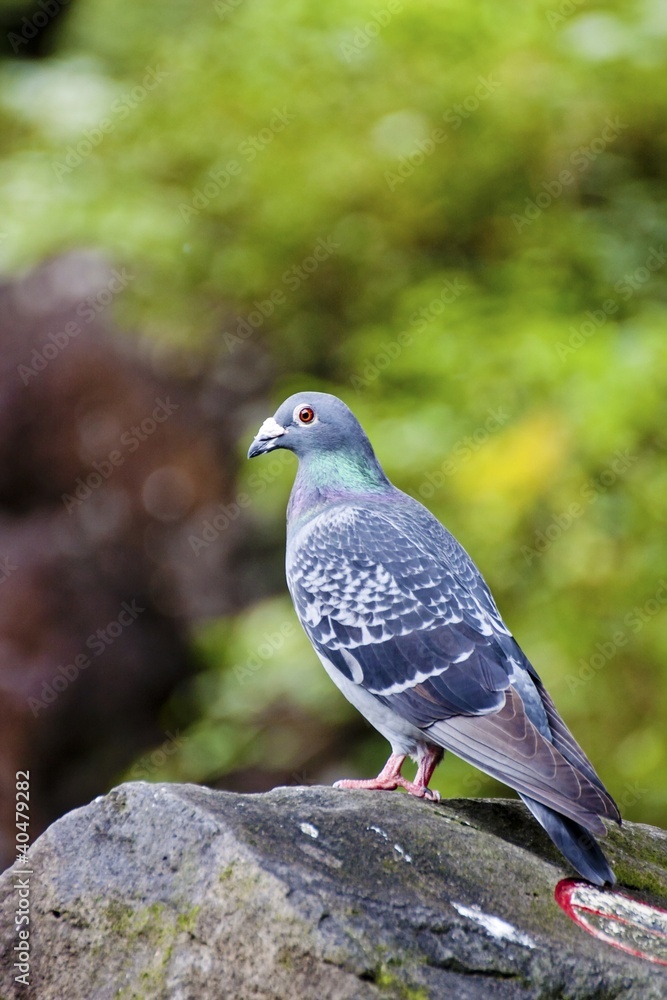 Fototapeta premium pigeon