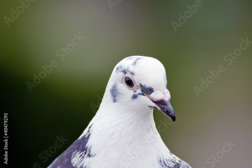 pigeon © photoncatcher36