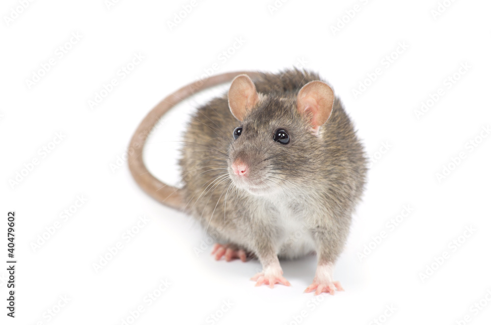 rat