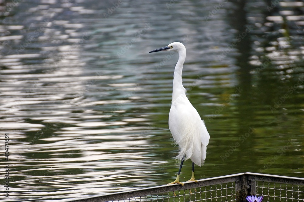 Obraz premium Little Egret