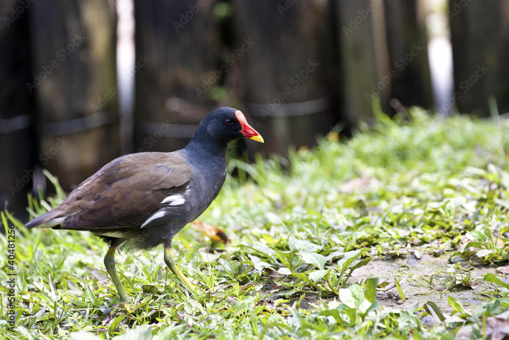 Common Moorhen Common Moorhen