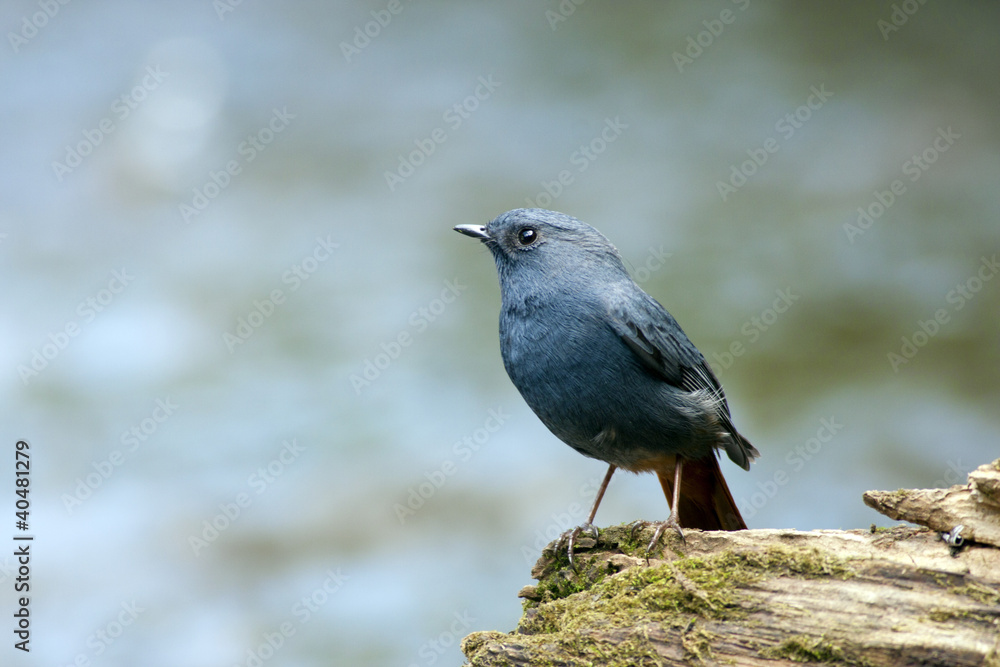 Obraz premium Plumbeous Water Redstart