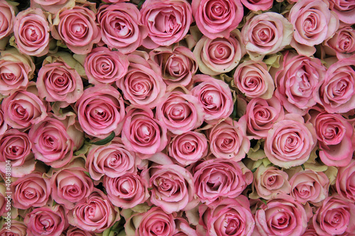 big group of pink roses