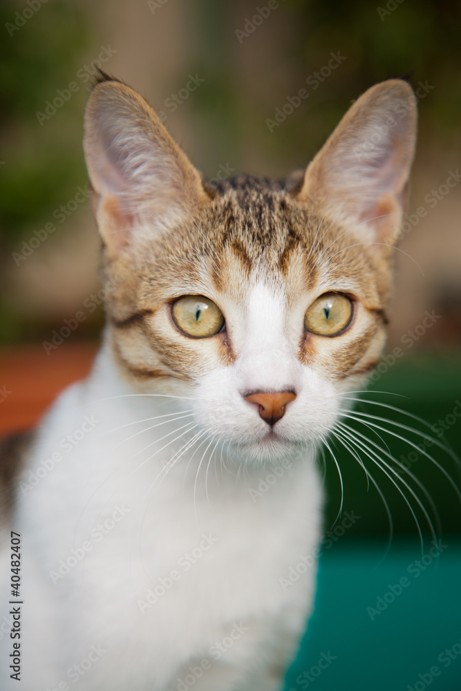 Close-up of a cute cat