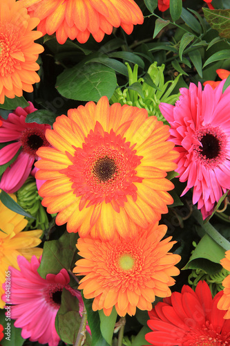multicolored gerbera arrangement in vivid colors