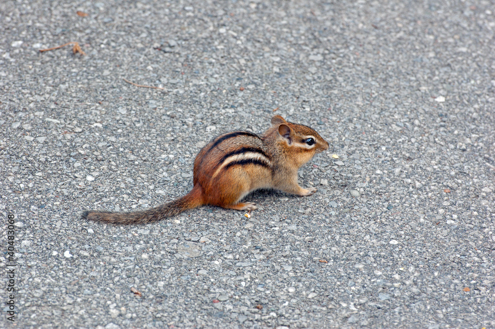 Obraz premium Eastern chipmunk