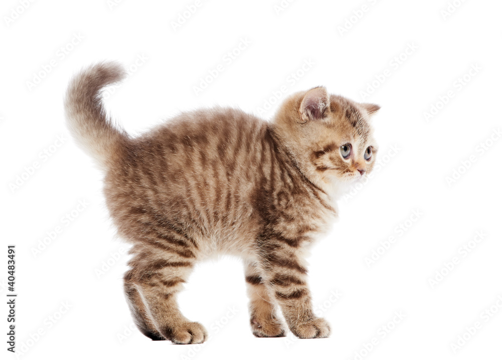 Frightened chocolate British Shorthair kitten Frightened chocolate British Shorthair kitten