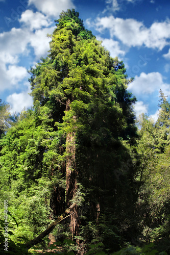 Sequoia tree © CURAphotography