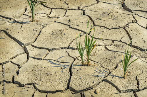 Parched Cornfield During Drought