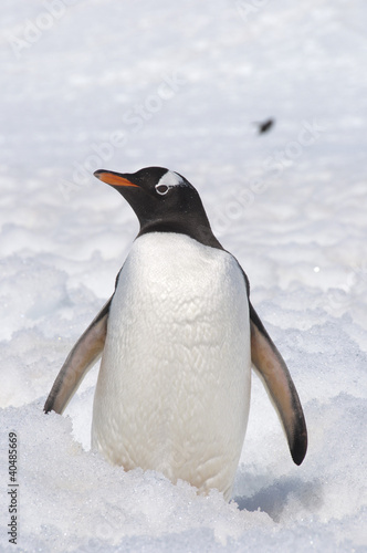 Penguin on the snow